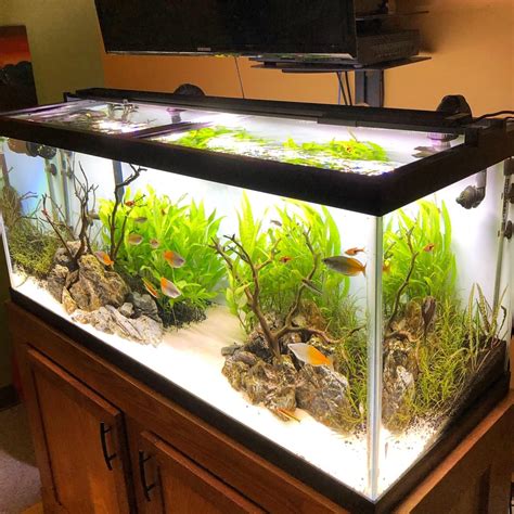 best lighting for 75 gallon freshwater aquarium