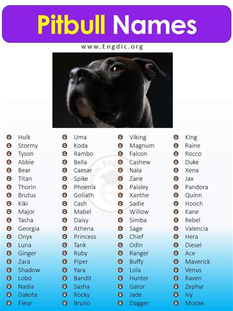 Best Male Pitbull Dog Names