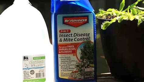 Best Mealybug Insecticide