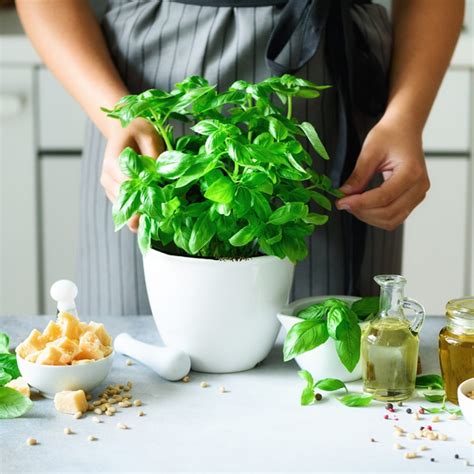 best medicinal herbs to grow indoors