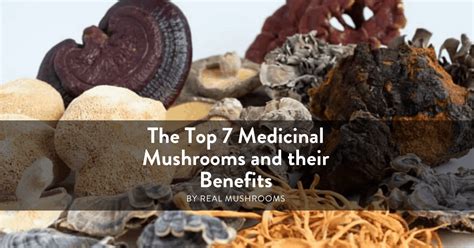 best medicinal mushroom companies