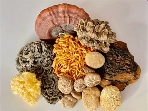 best medicinal mushrooms australia
