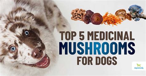 best medicinal mushrooms for dogs