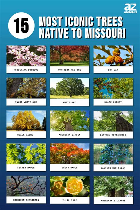 Best Missouri Native Trees