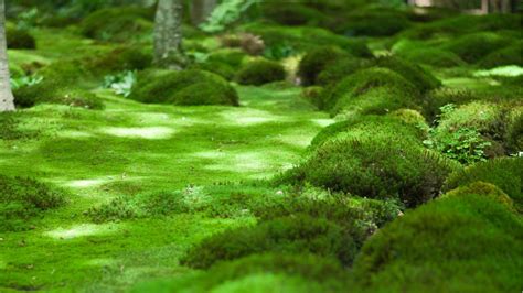 Best Moss For Yard