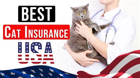 best most affordable pet insurance for cats