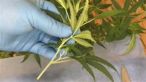 How to Successfully Grow Clones in Your Garden