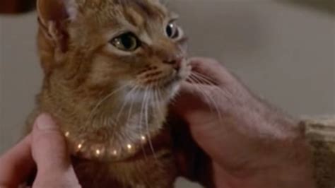 best movies about cats