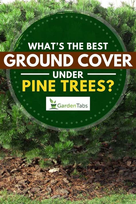 Best Mulch For Under Pine Trees