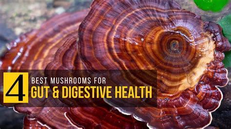 best mushroom for digestive health