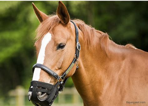 Best Muzzle For Horses