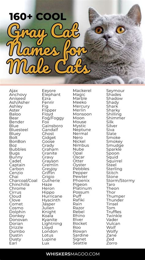 Best Names for a Grey Cat