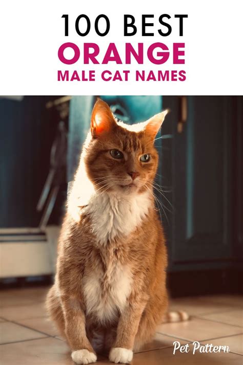 best names for orange male cats