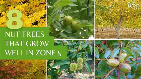 Best Nut Trees For Zone 5