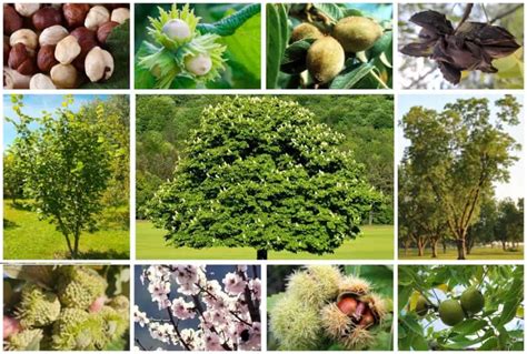 Best Nut Trees For Zone 7