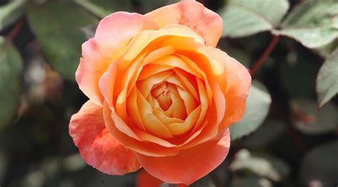 Best Orange Rose