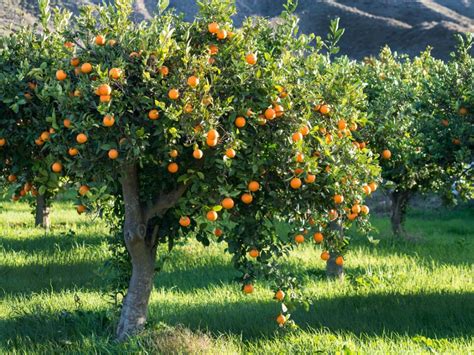 best orange tree to grow in florida