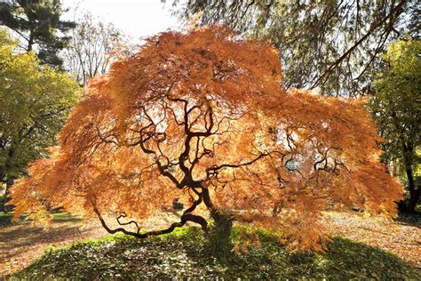 Best Ornamental Maple Trees