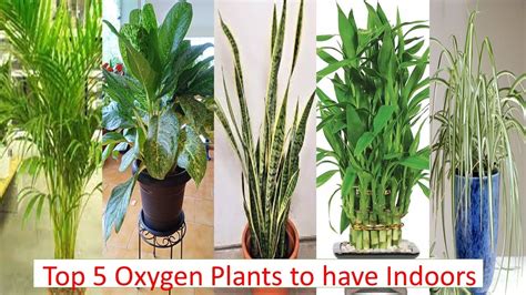 Best Oxygen Producing Plants For Bedroom