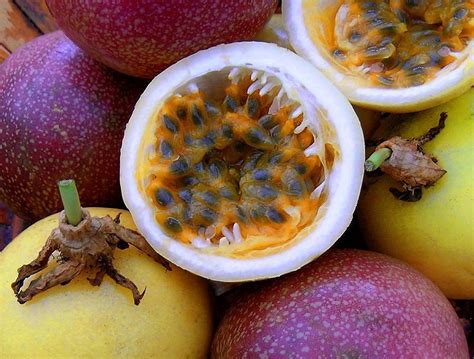 best passion fruit variety