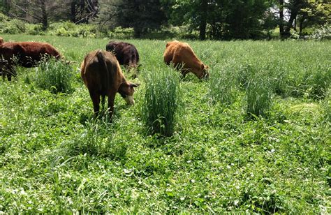 best pasture grass for cattle