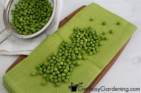 Best Peas For Drying