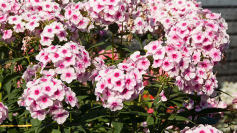 Best Perennials For North Texas