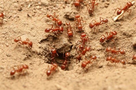 best pest control services for fire ants
