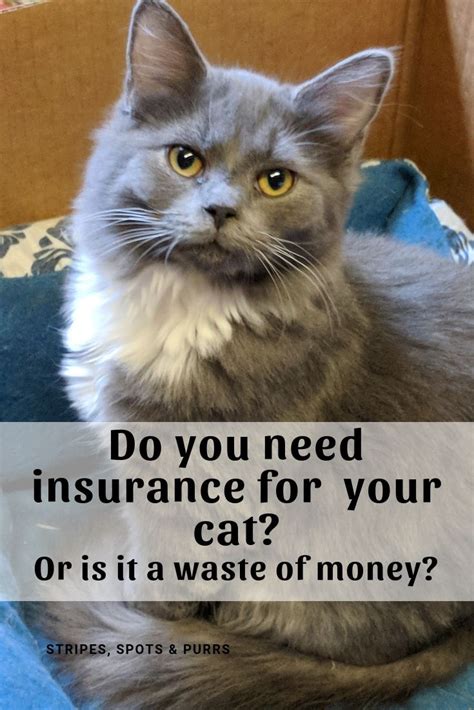 best pet health insurance for cats