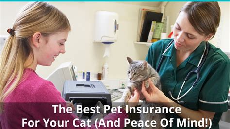 best pet insurance for cats in nj