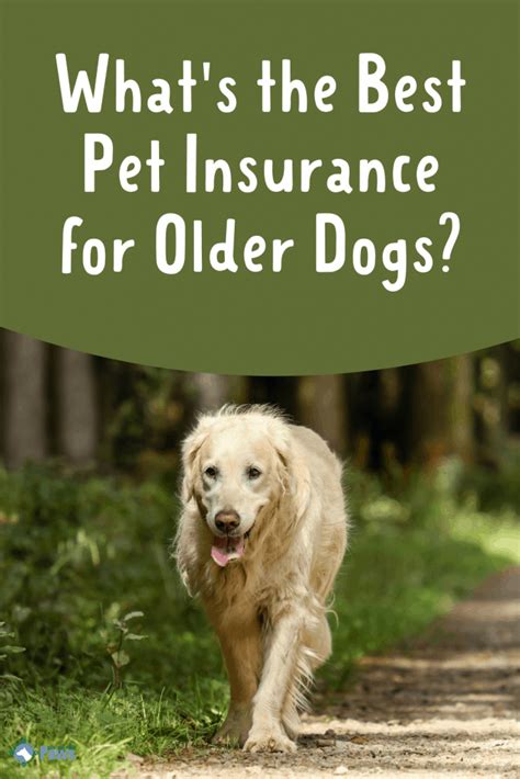 best pet insurance for old dogs