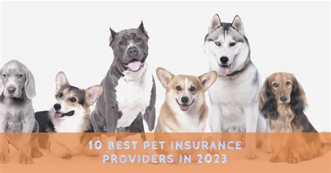 best pet insurance provider 2023