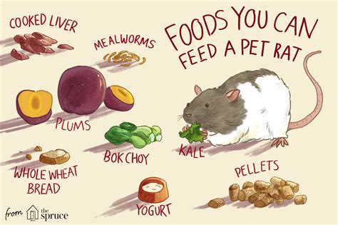 best pet rat food