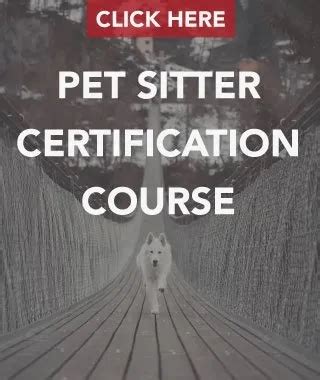 Best Pet Sitting Certification