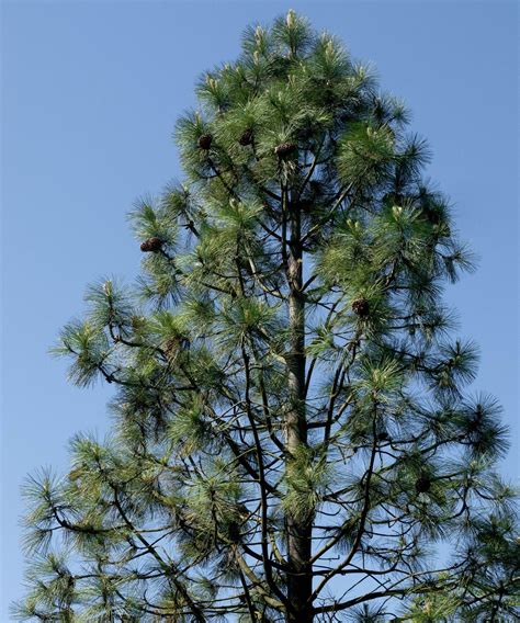 Best Pine Trees For Austin Tx