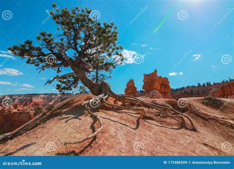 Best Pine Trees For Utah