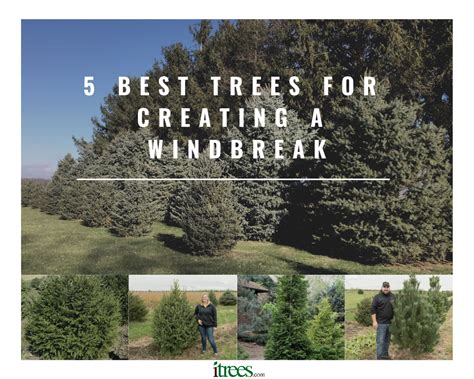 Best Pine Trees For Windbreak