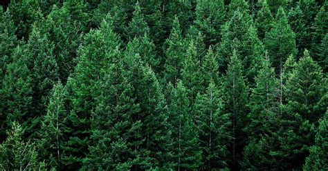 Best Pine Trees For Zone 5