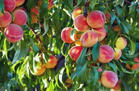 best place to buy peach trees
