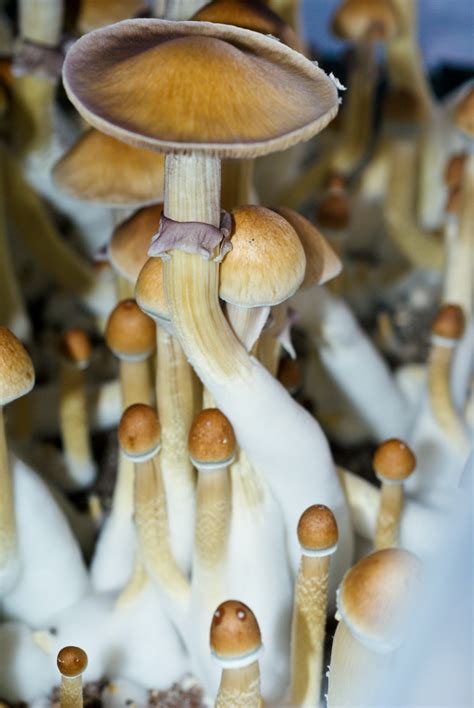 best place to buy psilocybe cubensis spores