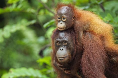 best place to see orangutans in borneo