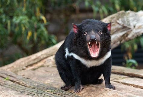 best place to see tasmanian devils