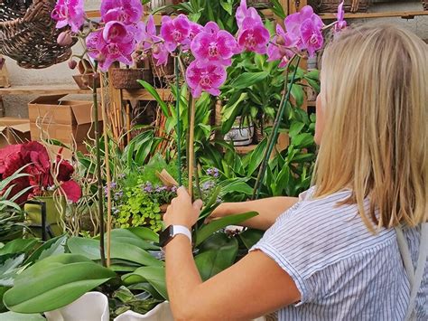 Best Placement For Orchids