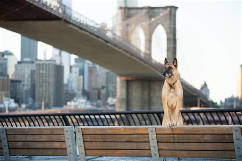 best places to stay with dogs in new york city