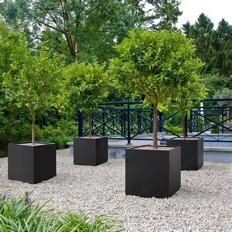 Best Planters For Trees