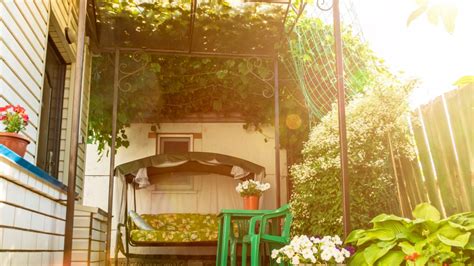 Best Plants For Canopy