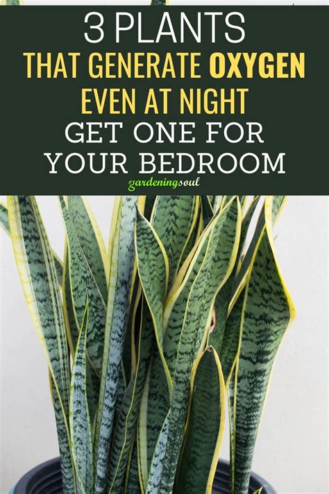 Best Plants For Oxygen In Bedroom