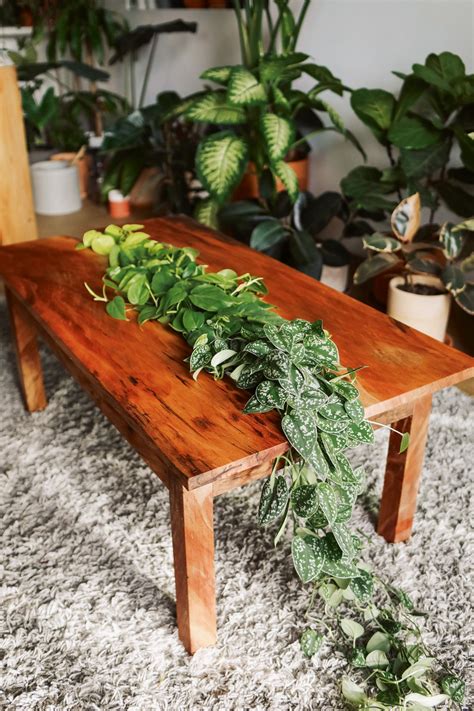 Best Plants For Table