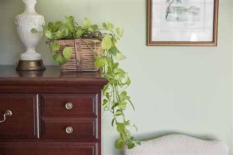 The 10 Best Houseplants for the Bedroom