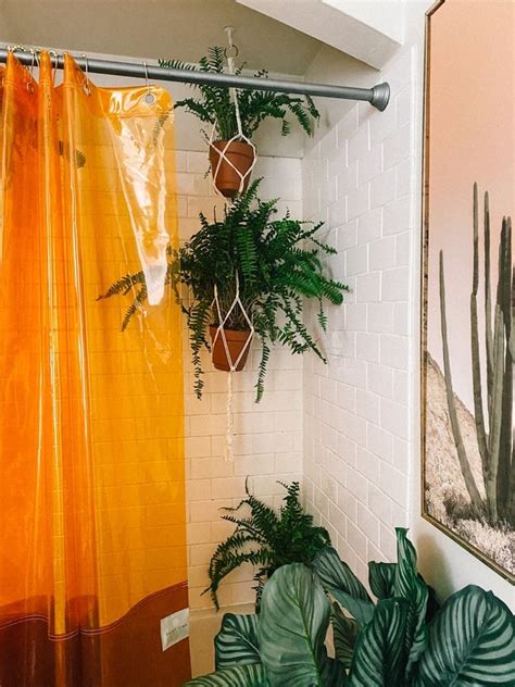 12 Shower Plants that Will Thrive in the Bathroom Bob Vila Bob Vila